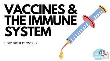 Vaccines & The Immune System: How Does it Work?