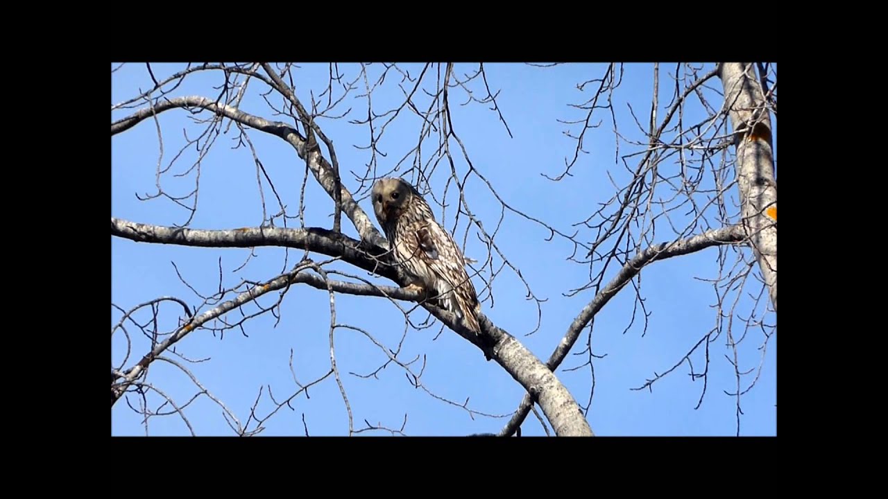 camera iphone 8 plus apk Female Ural Owl, Finland