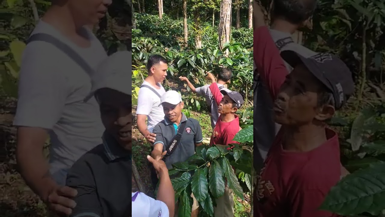 Kopi robusta desa pesangkalan.Ngaji tani bersama petani muda desa pesangkalan.