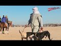اختتام مهرجان الدولي للصحراء بدوز اختتام مهرجان الدولي للصحراء بدوز