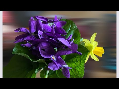 Vidéo : Les fleurs de février