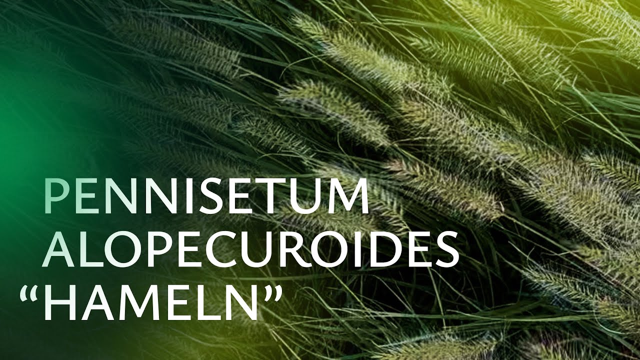 #Pennisetum