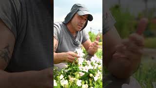 Balloon Flower Basics - Why You NEED These Bubbly Blooms in Your Garden!