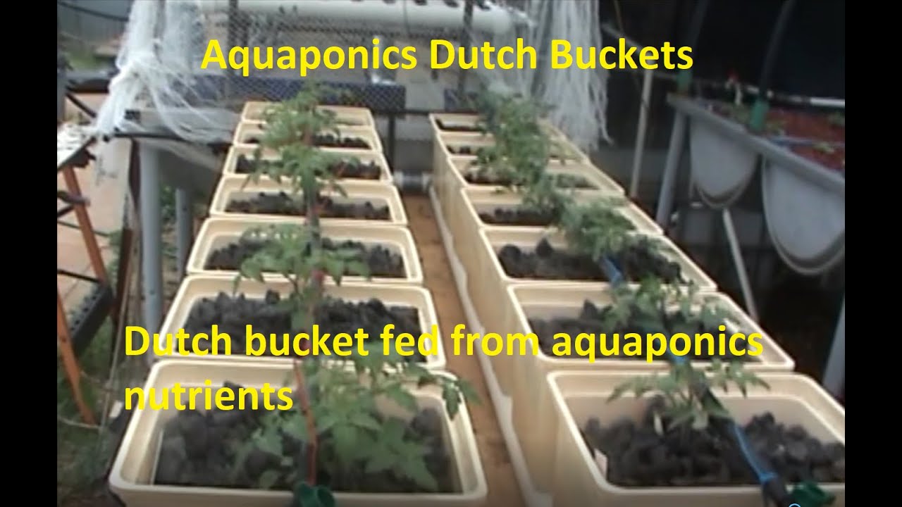 Aquaponics Dutch Buckets YouTube