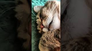 Спят Усталые Котята