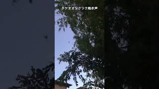 タケオオツクツク渾身の力を込めて鳴く