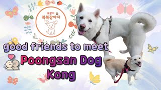 Poongsan dog Kong_만나면 좋은 친구 풍산개 콩이