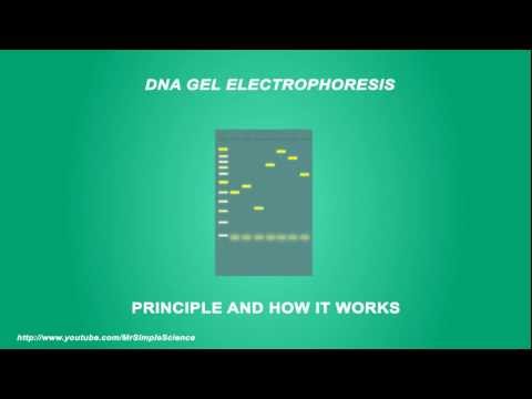 DNA Gel electrophoresis - Simple Animated Tutorial