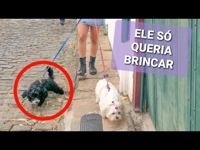 Em Cordisburgo, homem mata cachorro a machadadas após o mesmo atacar cavalo