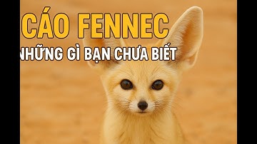 🦊 Cáo Fennec – "Công Chúa Tai To" Giữa Sa Mạc Cát! Bí Ẩn Sinh Tồn Siêu Đỉnh!
