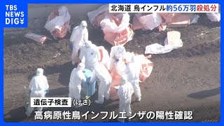 ニワトリ56万羽の殺処分を開始　北海道千歳市の養鶏場で鳥インフルエンザ陽性　殺処分数は道内最多｜TBS NEWS DIG