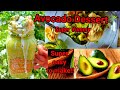 Avocado Dessert/  Super yummy and super easy to make!!