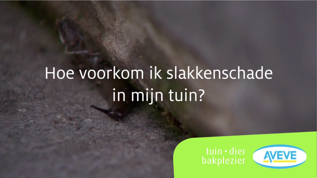 Hoe Voorkom Ik Slakkenschade In Mijn Tuin