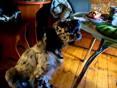 собака из все могу. джек рассел терьер elli di. стих про щенка. говорящие щенки.