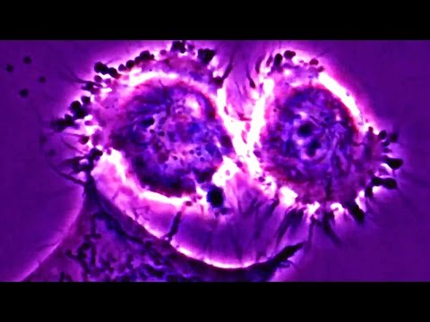 HeLa Cell Division Instructional Video