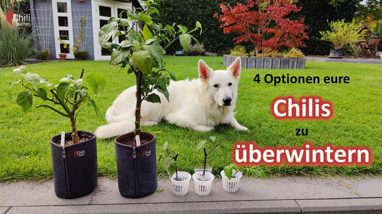 Chilis überwintern