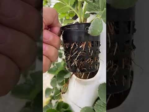 فيديو: كيفية زراعة الفراولة في المنزل: الأساليب والتقنيات. أنظمة الزراعة المائية للفراولة