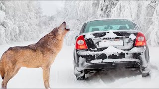 Замерзая посреди трассы в новогоднюю ночь, они точно не ждали встречи с огромным волком