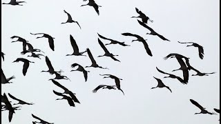 Grues cendrées en vol  Common crane flying