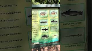 #exploreflorida #explorenature #floridawater #floridanature #floridafish #floridafishing
