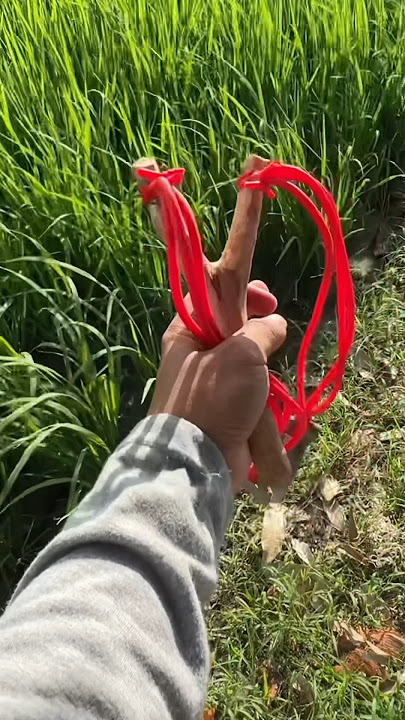 Tutorial on how to make a slingshot for hunting birds🤤 #897 #KOOKIKO