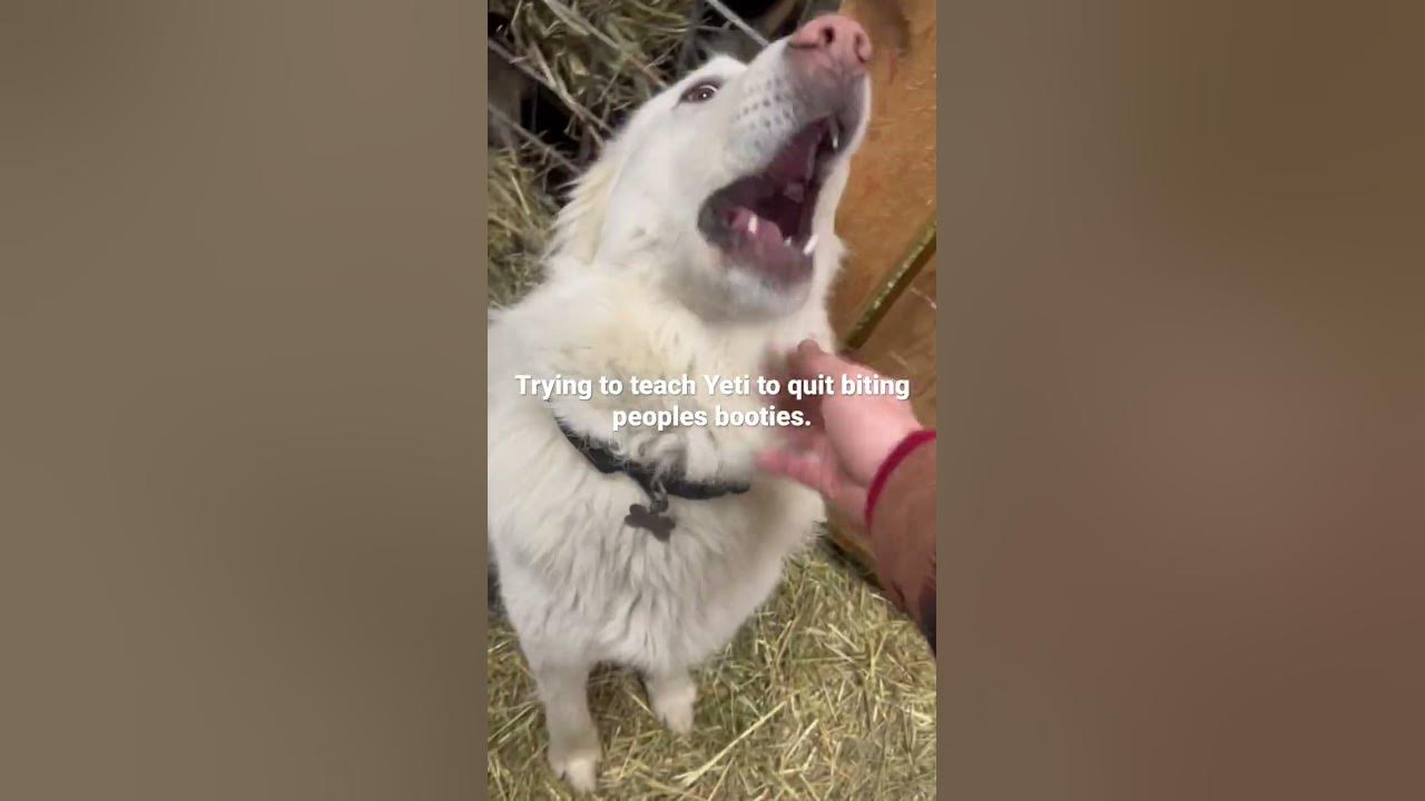 Trying to teach Yeti to quit biting people in the booty. Livestock