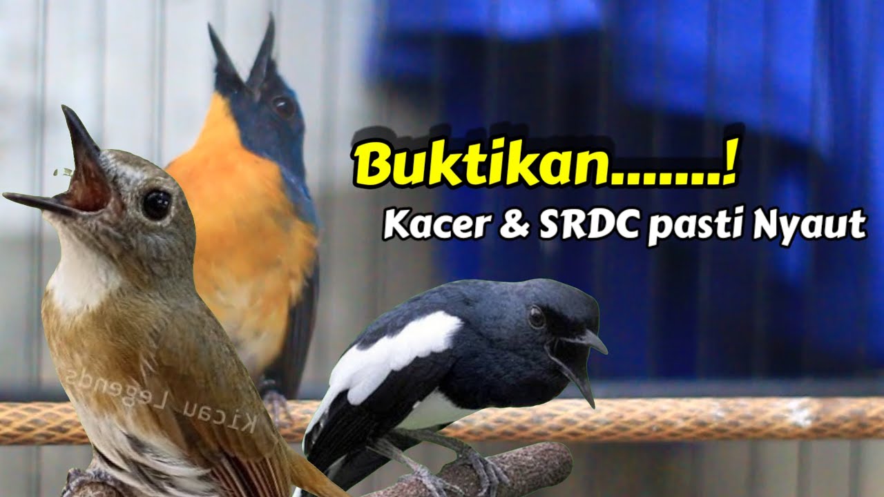 BUKTIKAN... TLEDEKAN GUNUNG FULL GACOR MERANGSANG EMOSI KACER DAN SRDC