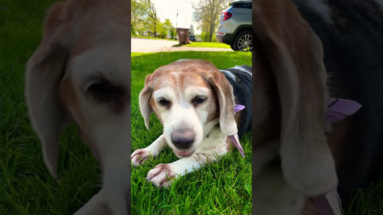 Chill day with Bullseye the Beagle