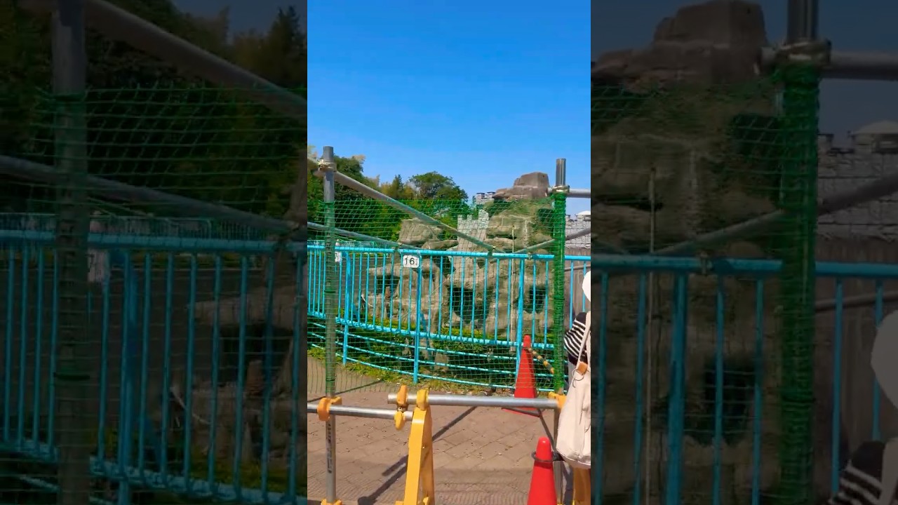 [最新]5月19日ネット設置でパンチ君が遠くに🐵市川市動植物園
