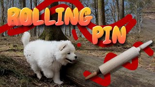 Crazy Samoyed Dog Playing