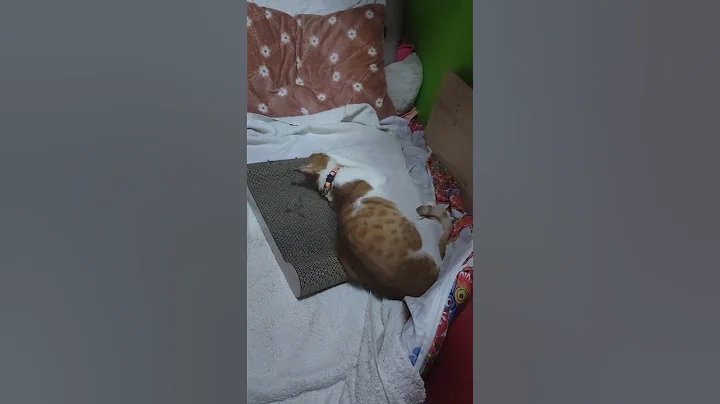 Muning on catnip