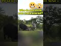 Cape Buffalo Full Charge #hunting #buffalo #hunter #angrybaffalo