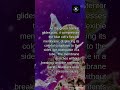 Stentor Protozoan Squeezes Past Another Under Microscope