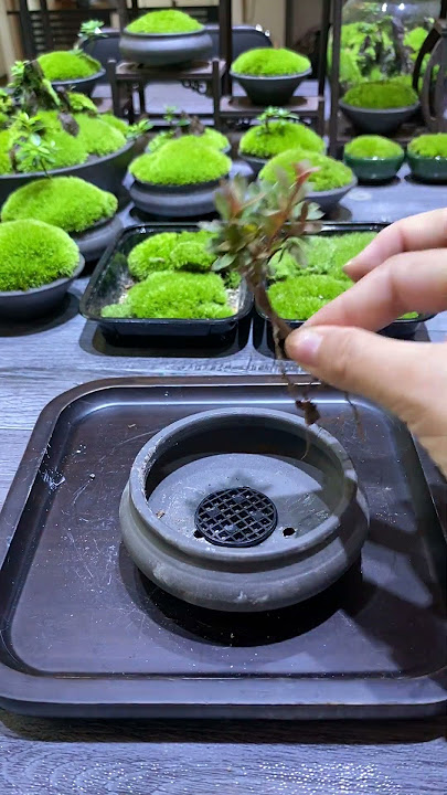 👍Moss Bonsai Moss Micro Landscape bonsai art😊苔藓微景观《nana》 works welcome to subscribe #shorts 变废为宝