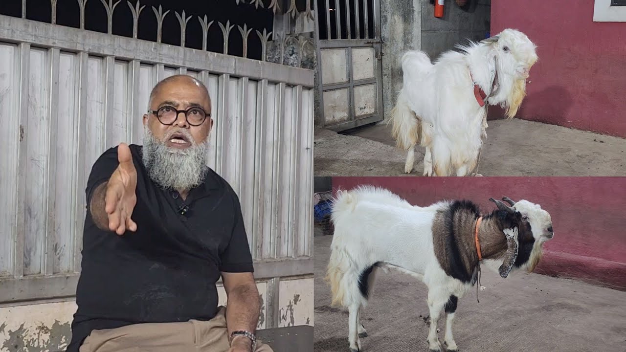 Mera Bakra Joh Area Main Jaata Hai Waha Se 20 Bakre Leke Aata Hai | JD ...