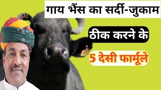 गाय -भैंस के सर्दी -जुकाम से छुटकारा कैसे पाऐं?| How to get rid in cold cough in cow-buffalo