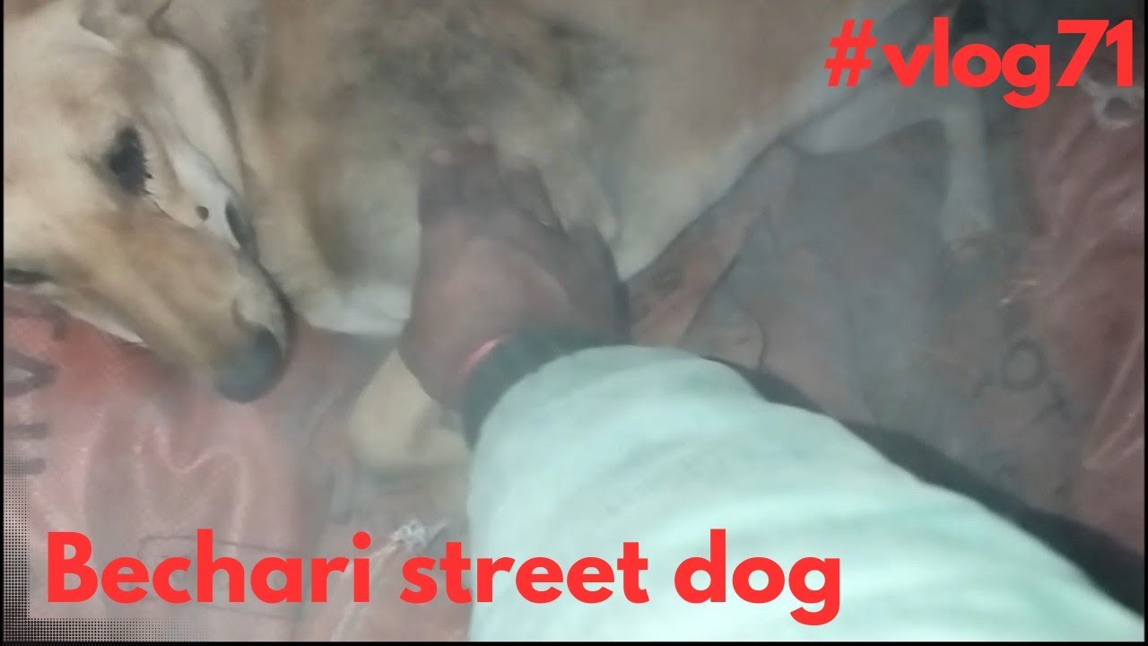 Dog Injury Update 😢 | Daily Routine + Dukaan Vlog + Outside 