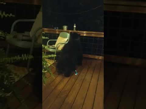 Bear Cub Gets in Trouble with Momma || ViralHog