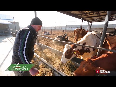 როგორ ყალიბდება აგრობიზნესად ზაზა ხაჭაპურიძის მეცხოველეობის #ფერმა