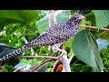 Koel bird sound male & female, black koyal ki boli, cuckoo bird song, koyal ki sound, कोयल की आवाज़