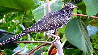 Koel bird sound male & female, black koyal ki boli, cuckoo bird song, koyal ki sound, कोयल की आवाज़