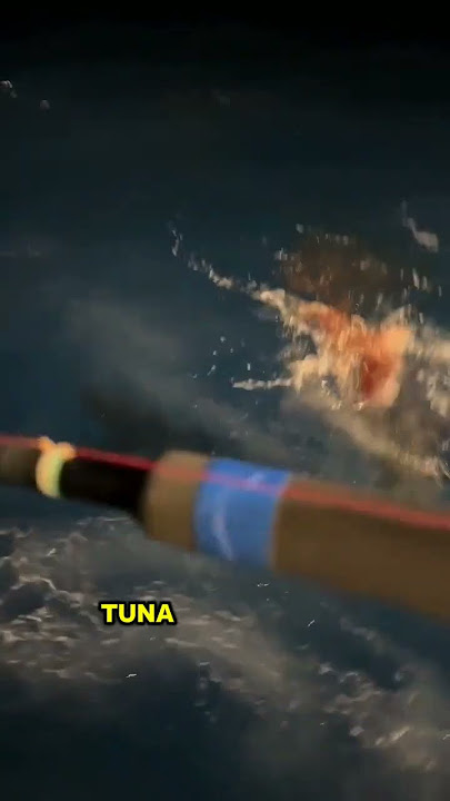 Mancing ikan tuna besar #bedasuara #fishing #fish #mancing #tuna #viralvideo #video #viralshorts