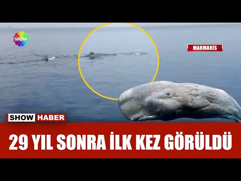 Marmaris açıklarında balina sürprizi