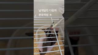 분유먹방 #슈가글라이더 #날다람쥐 #shorts