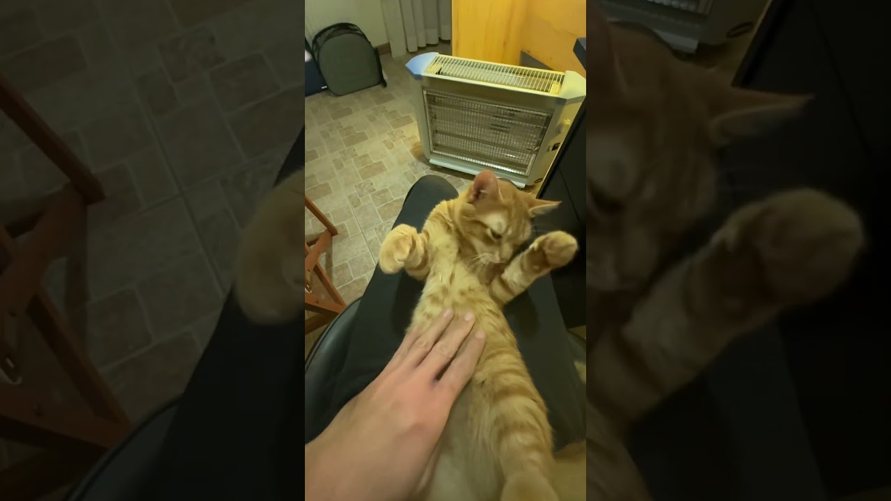 Kittens chilling on his back, enjoying life - Part 2 