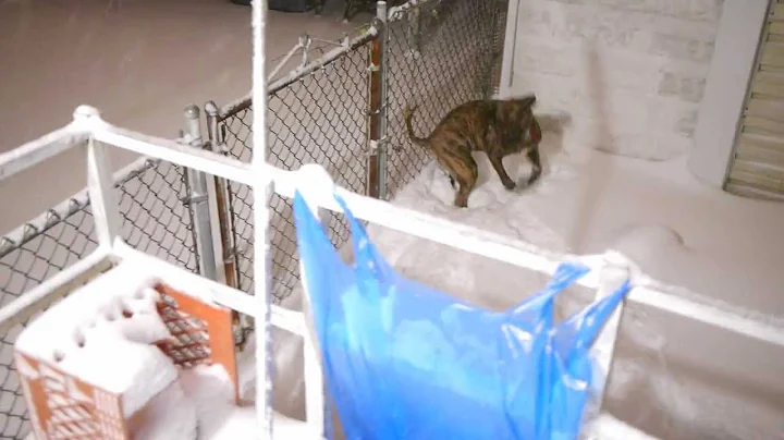 Magi the Plott Hound in his first big snow jumping...