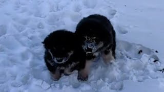 11°C, two injured puppies sat trembling on a pile of snow on the side of the road and cried loudly