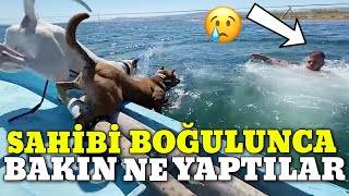 Tekneden Düşen Sahibini Kurtarmak İçin Boğulmayı Göze Aldılar! Dogo Argentino ve Pitbull