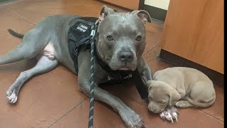 Pitbull Puppy Learning To Play From His Big Brother Is Absolutely Precious 💕