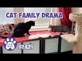 Cat family drama new rugs and hidey holes  s7 e21  lucky ferals cat vlog  life with 11 cats